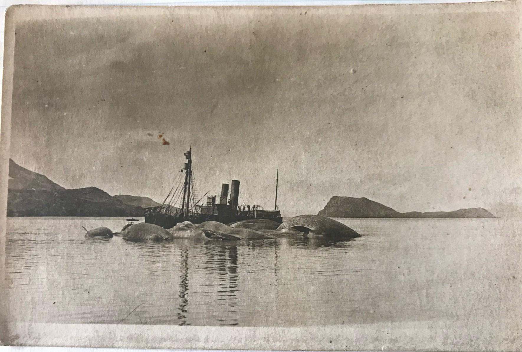 Front of postcard sent to Emil Hvaal&rsquo;s cousin from South Georgia on 16 Feb 1923